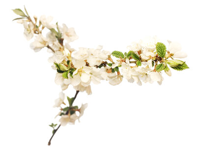 white flowers