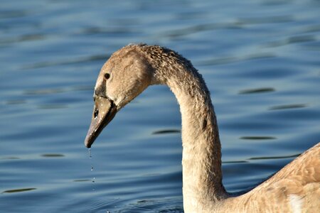 Beak neck swan