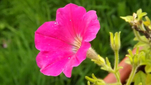 Beautiful Flowers biology bloom