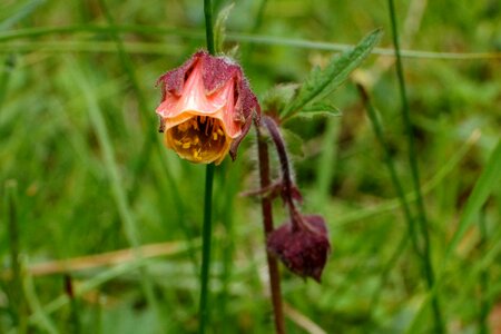 Bloom avens plant