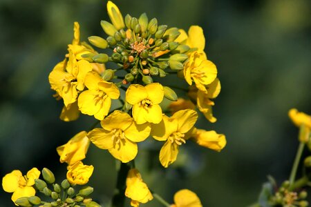 Agricultural agriculture beautiful flowers