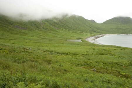 Coast greenery 
