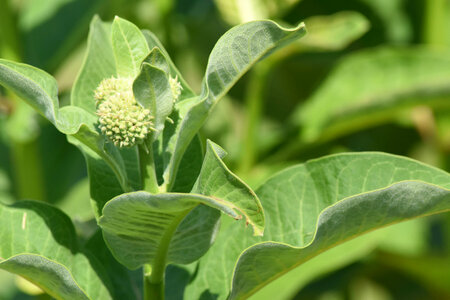 Mildweed bud