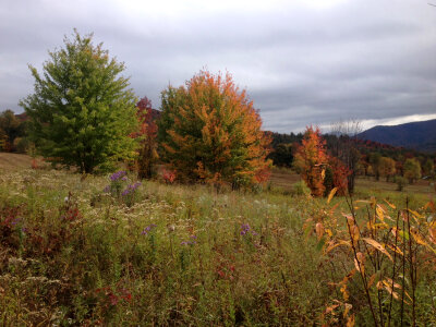 Fall Foilage under cloudy skies