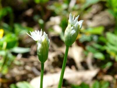 Bear's garlic blossom bloom photo