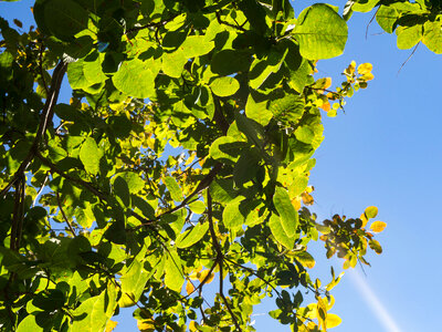 Leaves on Tree Over Blue Sky