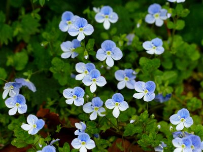 Bloom blue white photo