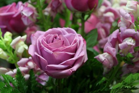 Floral plants natural