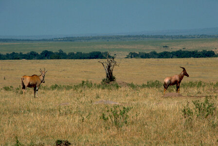 Eland and Topi