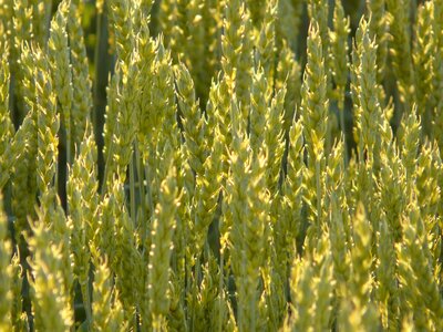 Spike cereals grain photo