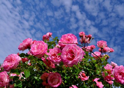 Garden floral beauty