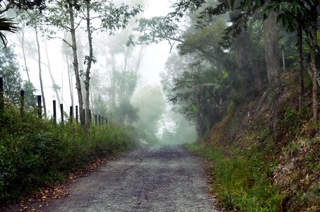 Fog forest forest path photo