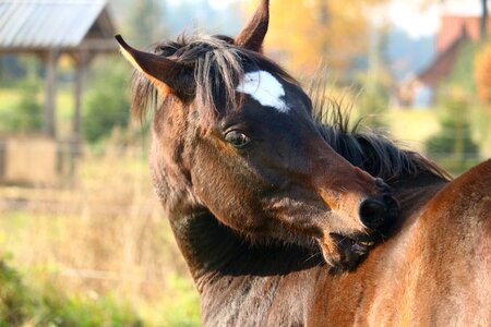 Horse head autumn mane