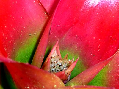 Flower exotic jungle
