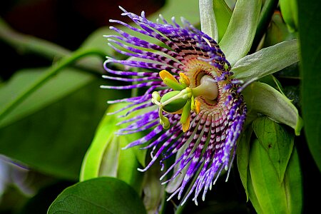 Beautiful Flowers beautiful image beautiful photo