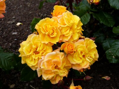 Orange rose bloom blossom
