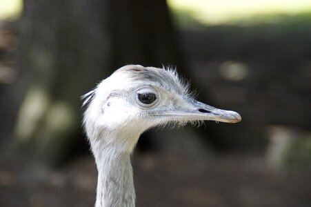 Head bird flightless bird