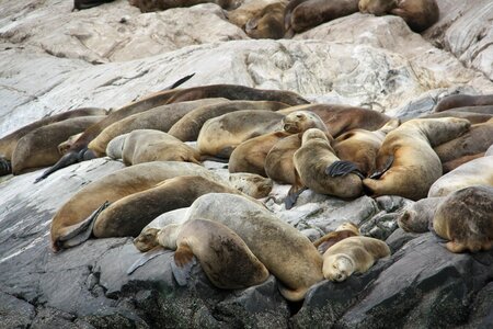 Laying lazy seals