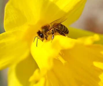 Yellow macro blossom