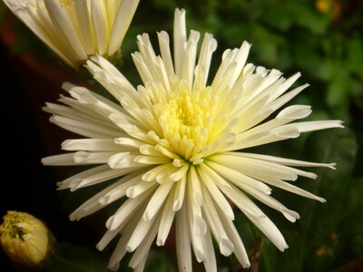Nice Looking Flower