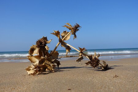 Thistle flotsam dry