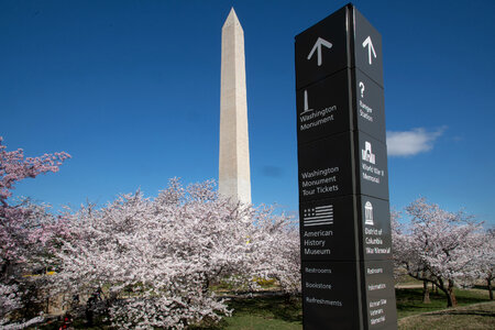 Cherry blossoms near the Tidal Basin photo