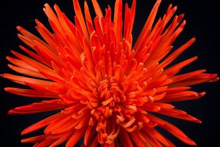 Orange Flower Macro photo