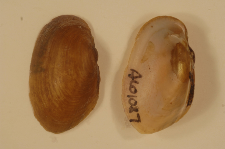 Lampsilis virescens-2