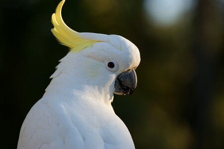 Bird parrot colorful