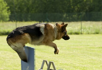 German shepherd jumping pet photo