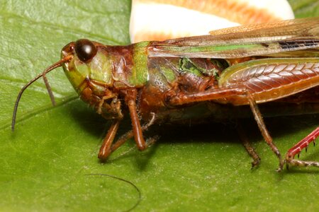Details head locust