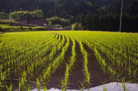 Rice rice planting usd
