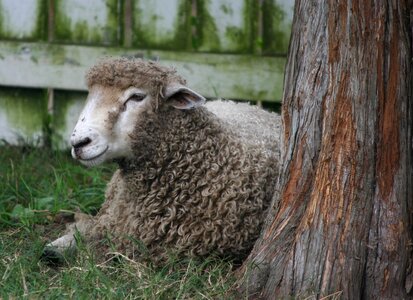 Livestock mammal farming photo