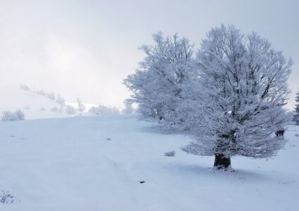 Winter wilderness white