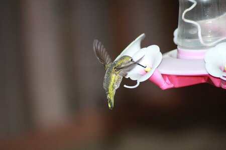 Hovering ruby-throated feeder