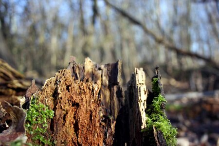 Old nature moss
