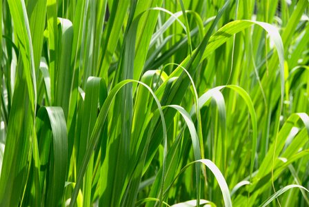 Grass landscapes nature