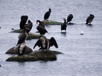 Water bird sea coast