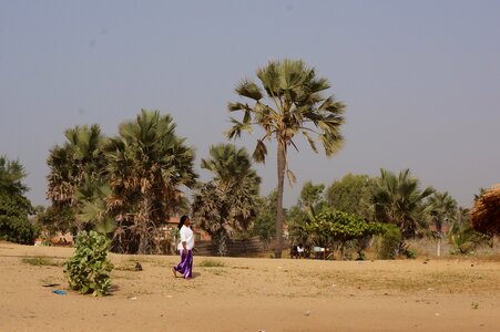 African background tree