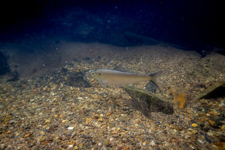  Alewife-2