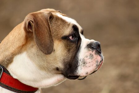 Moloss old english bulldog head