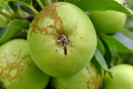 Apple apple tree green leaves photo