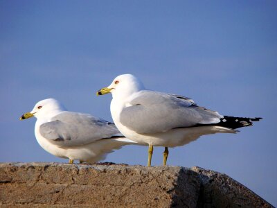 Seagull gull bird