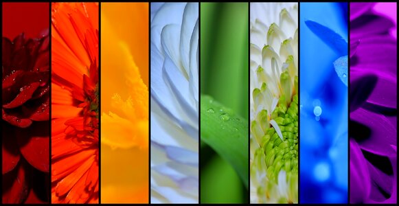 Close up nature wild flower