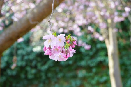 Ornamental cherry japanese cherry cherry blossom photo