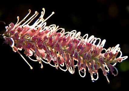 Native pink white