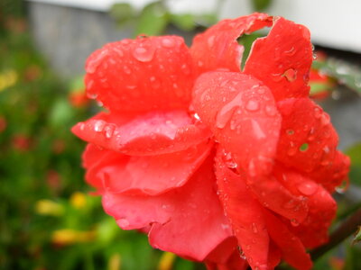 Water drop in red flower photo
