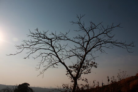 Barren Tree photo