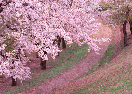 Beautiful cherry blossoms landscape photo