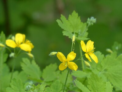 Yellow capsules plant